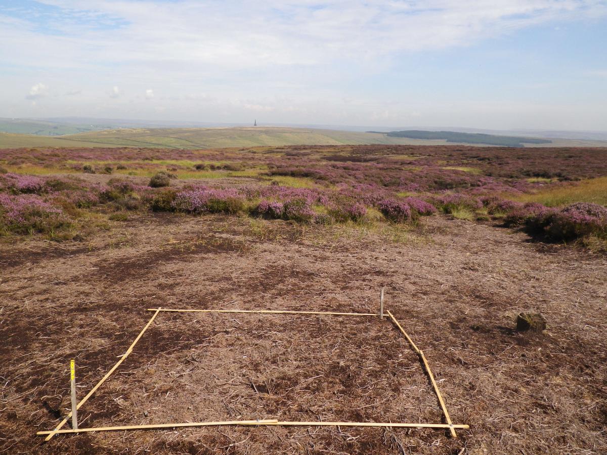 Image of growing vegetation at Turley Holes between 2011 and 2012