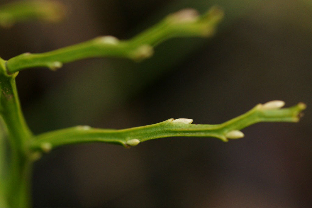 Bilberry stalk