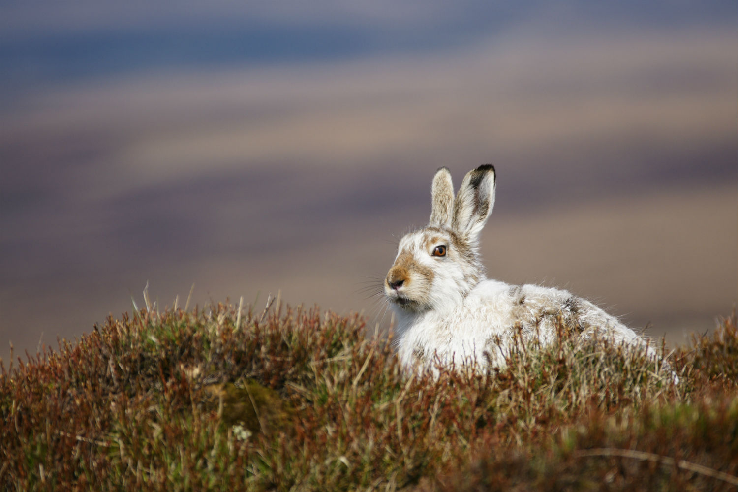 Mountain Hare