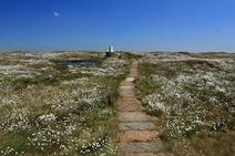 Cotton grass at Black Hill 