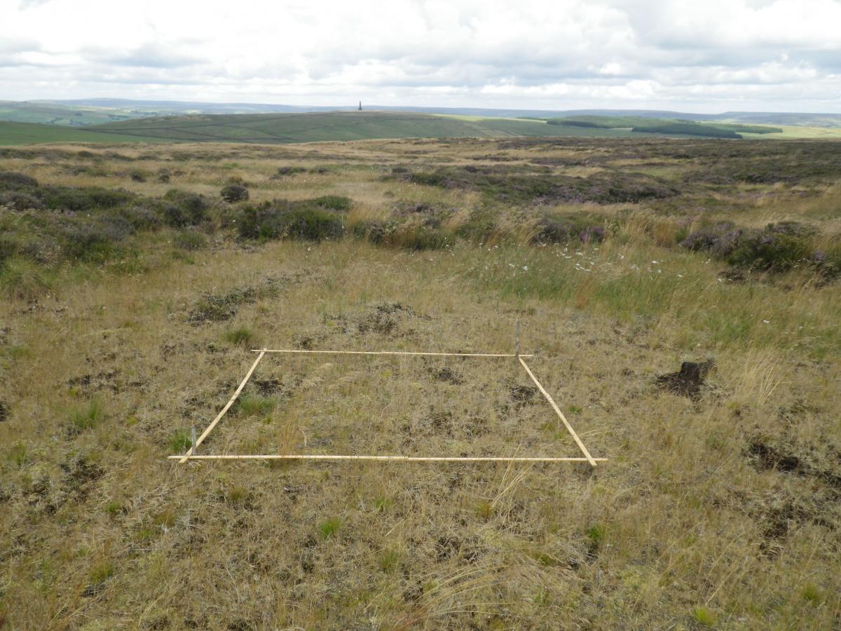 Image of the vegetation growing between 2012 and 2013 at Turley Holes