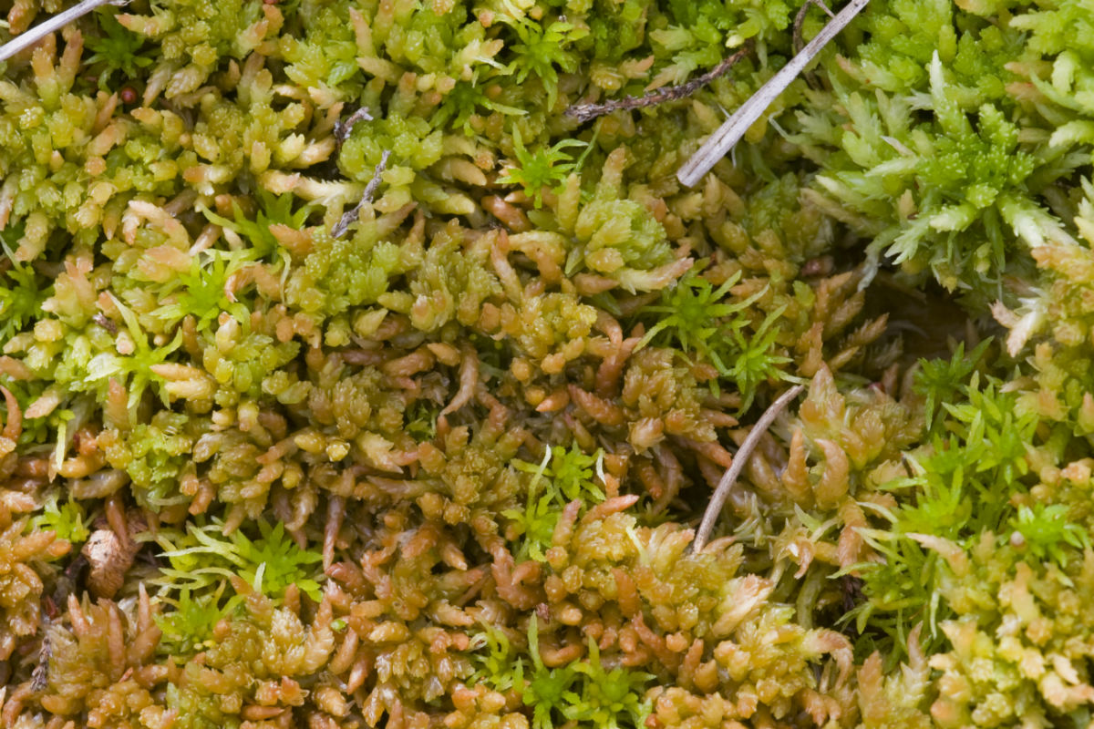 Image of Sphagnum