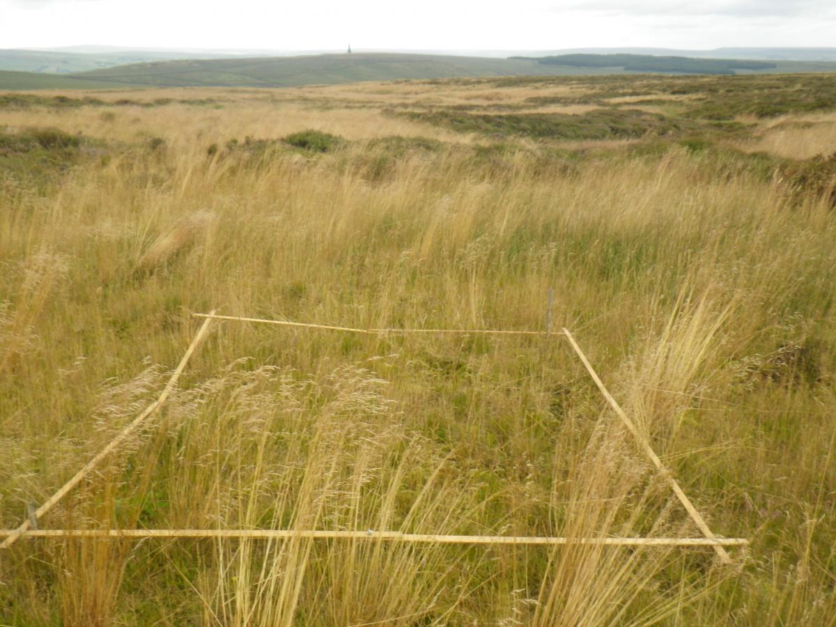 Image of long grass at Turley Holes between 2013 and 2014