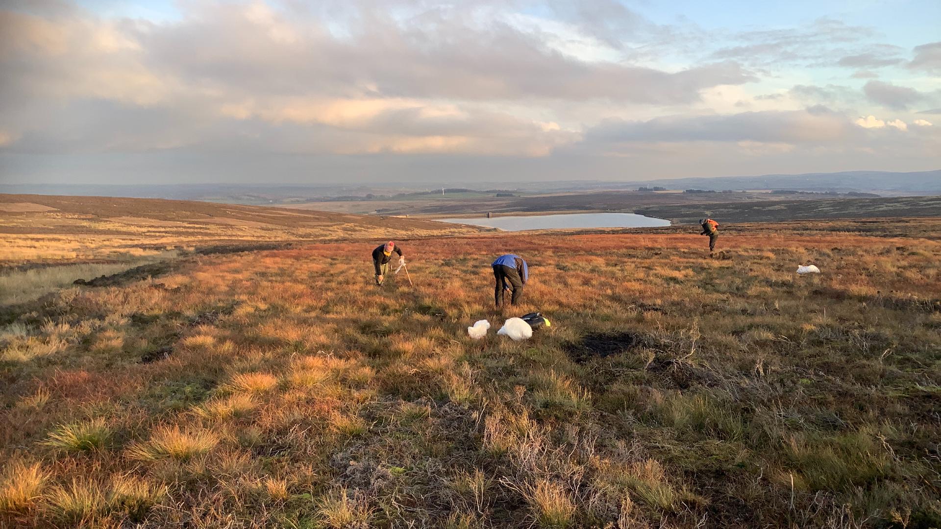 People planting sphagnum