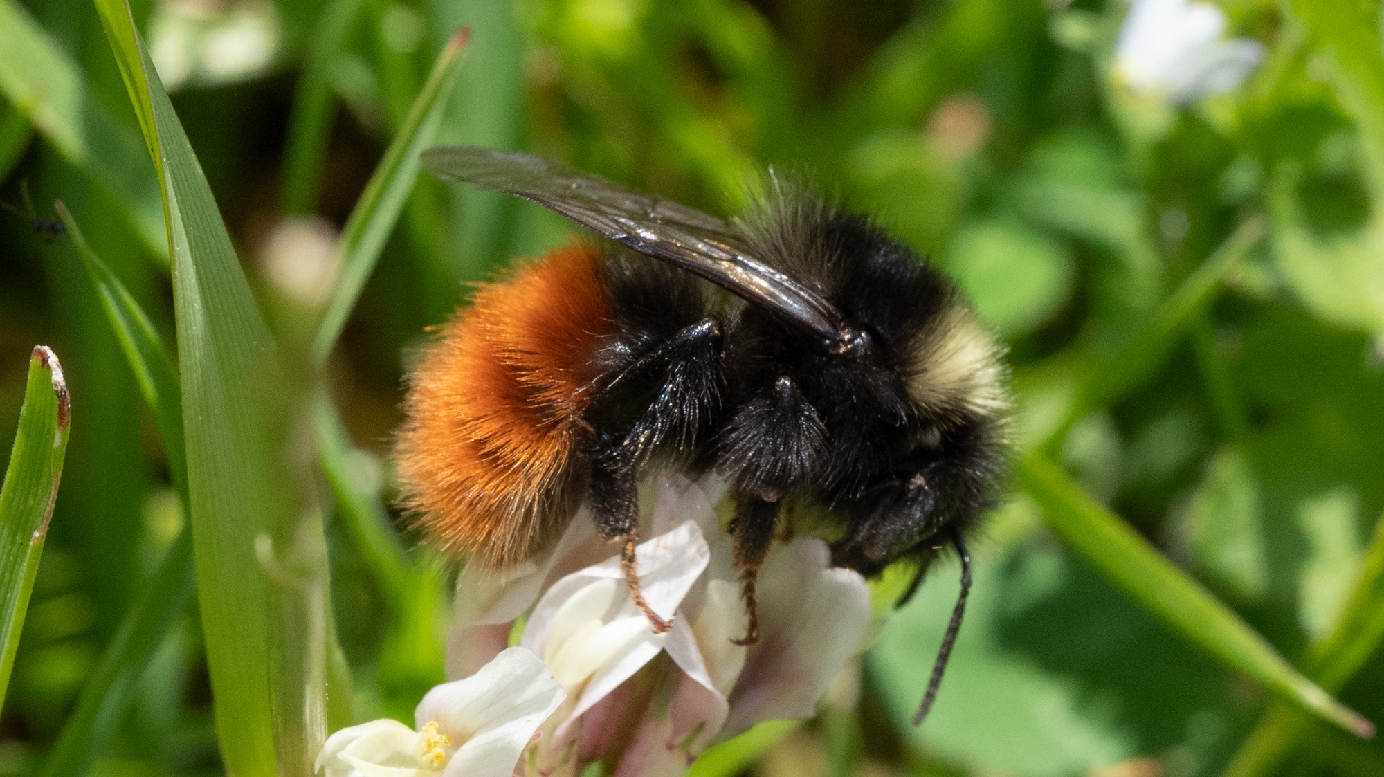 Bilberry bumblebee