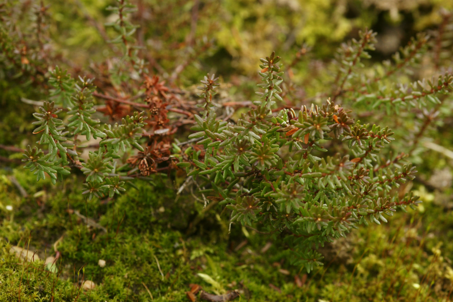 Crowberry