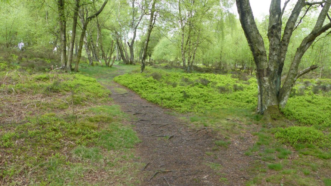 Path running through trees at Stanton Moor