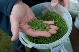 Image of the sphagnum beads that were planted 