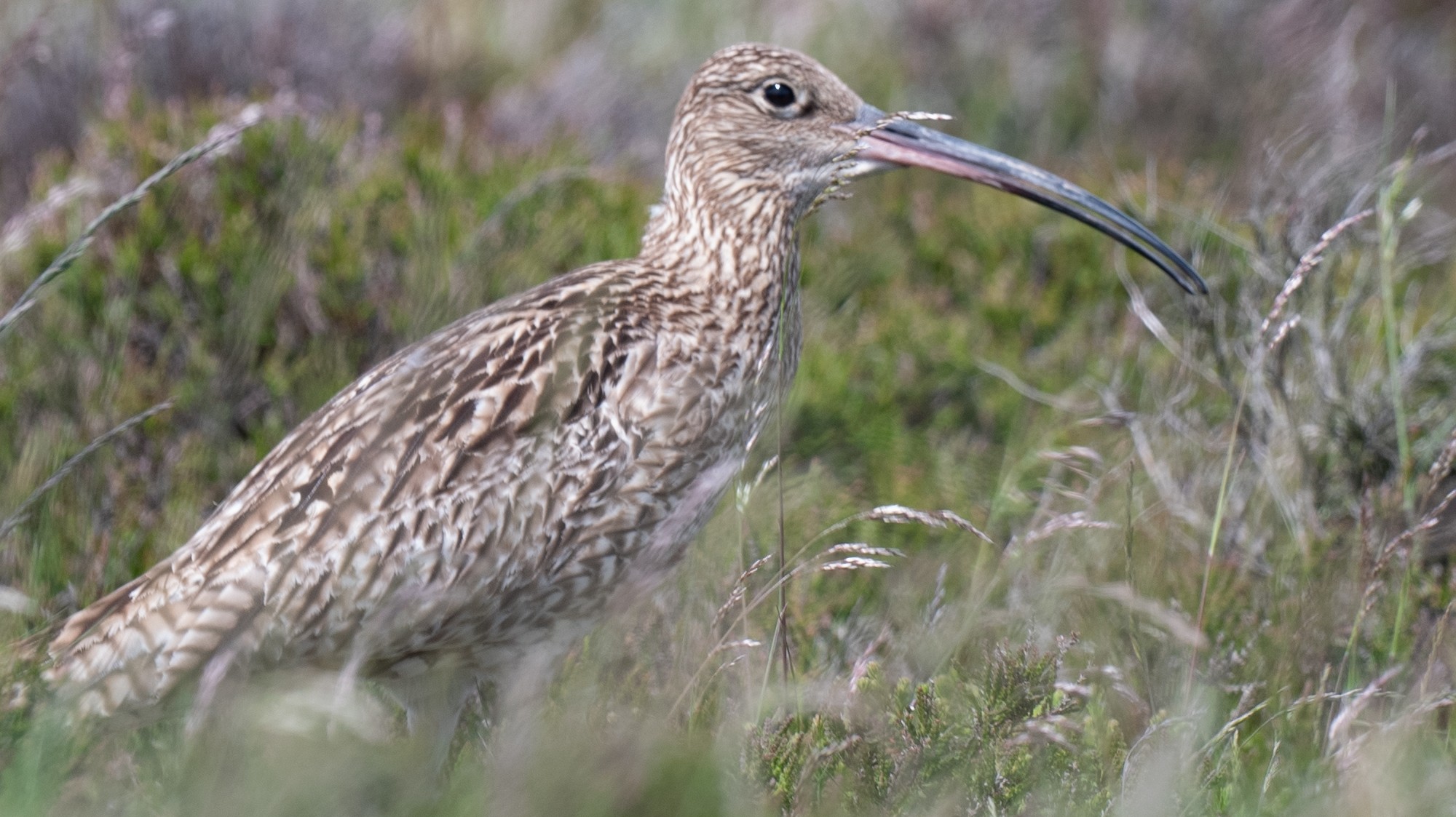 Curlew