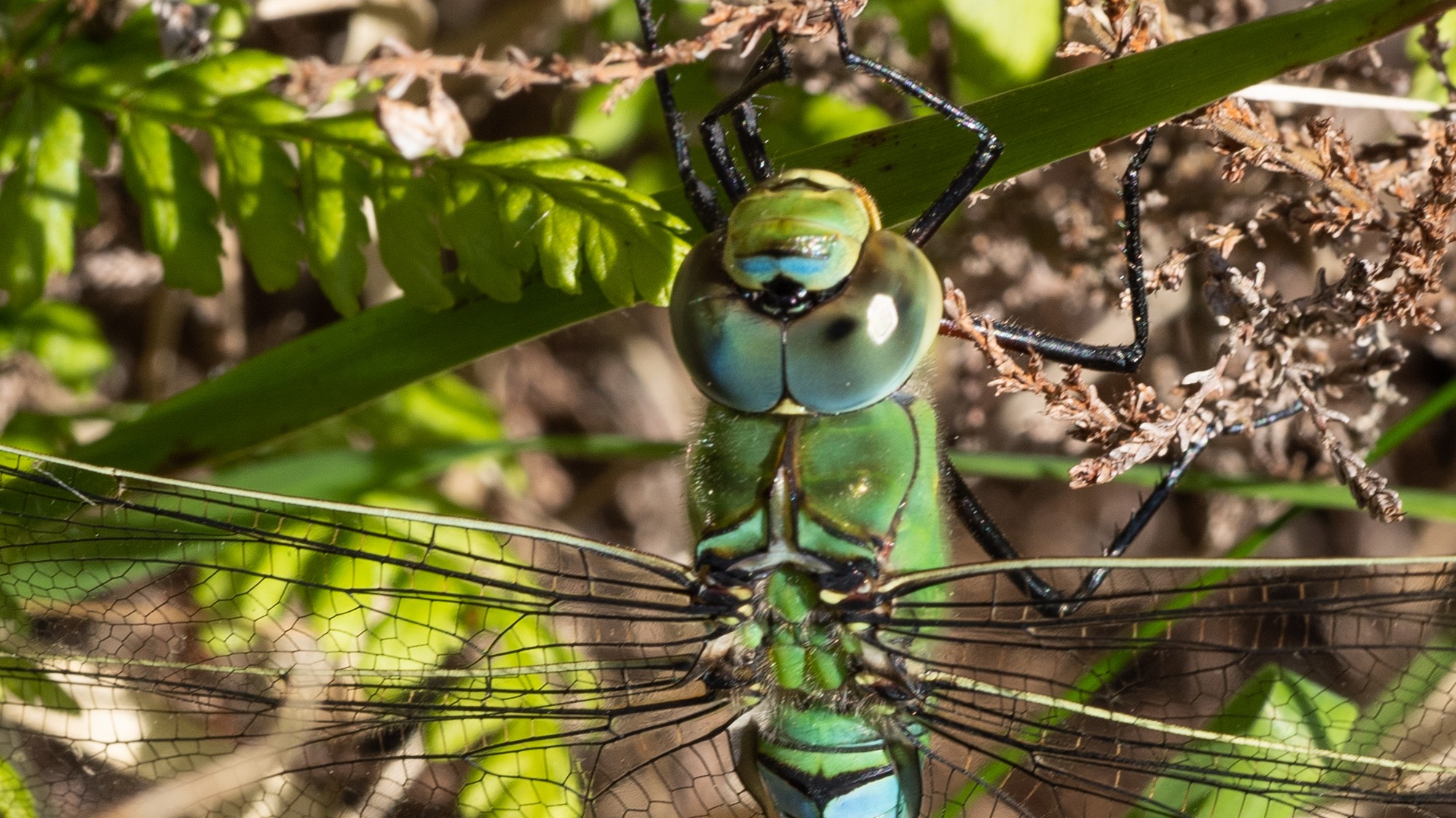 Dragonfly