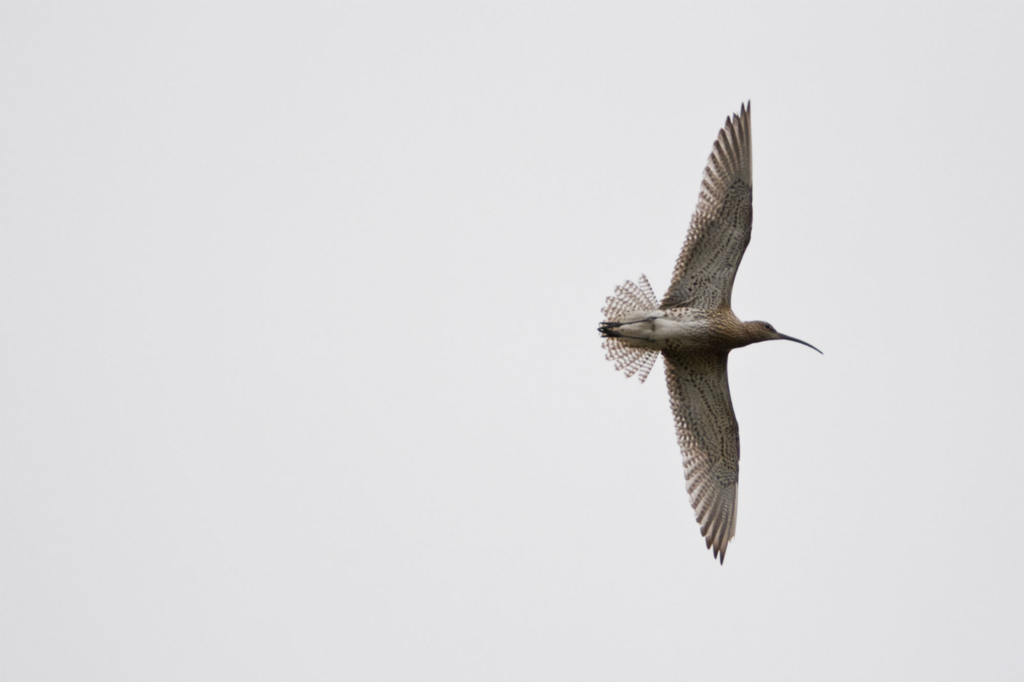 curlew in flight