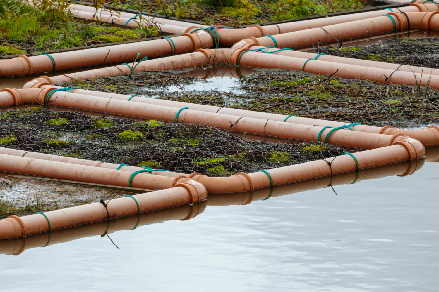 Sphagnum raft