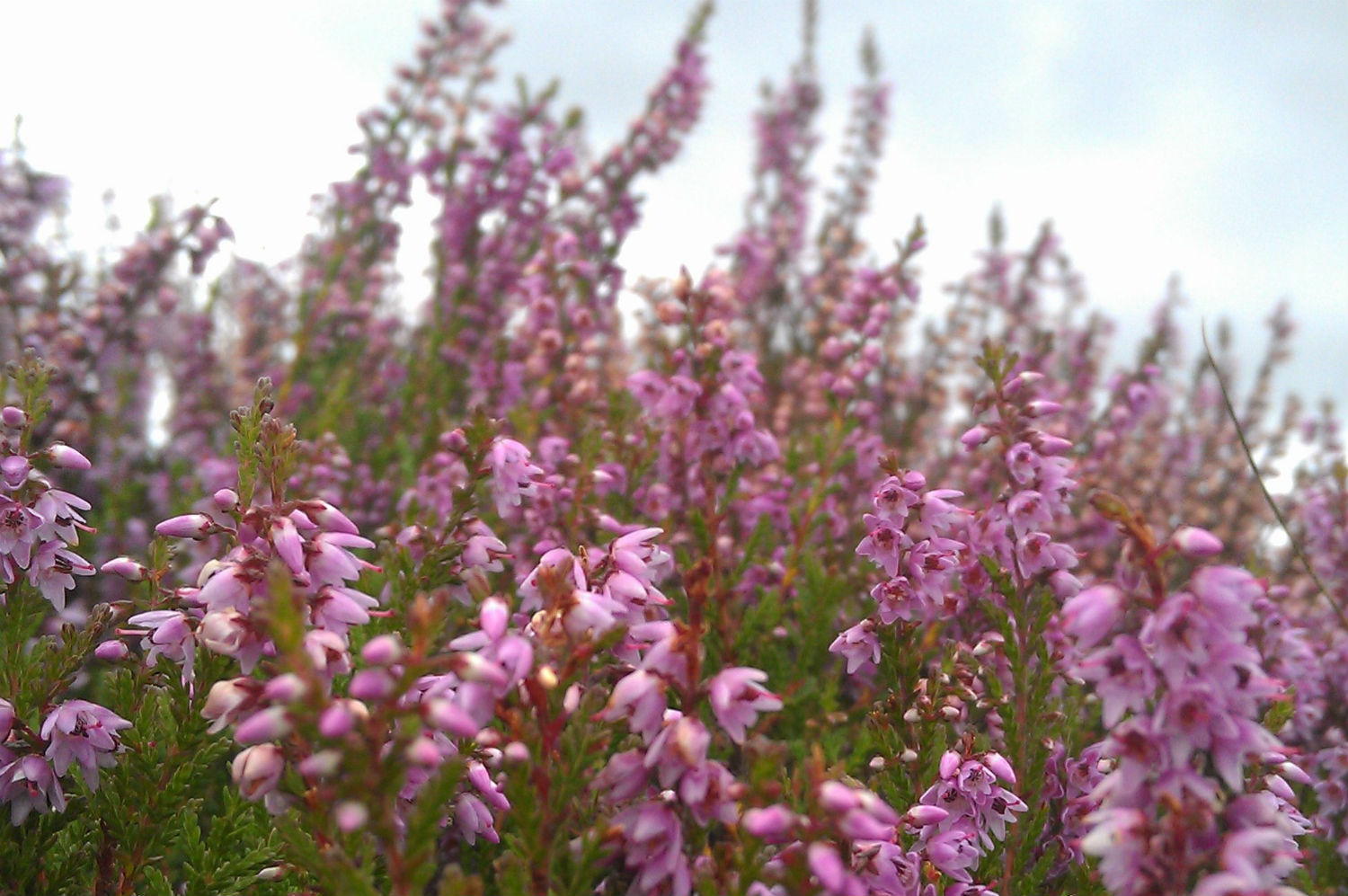 picture of heather waving in the wind 