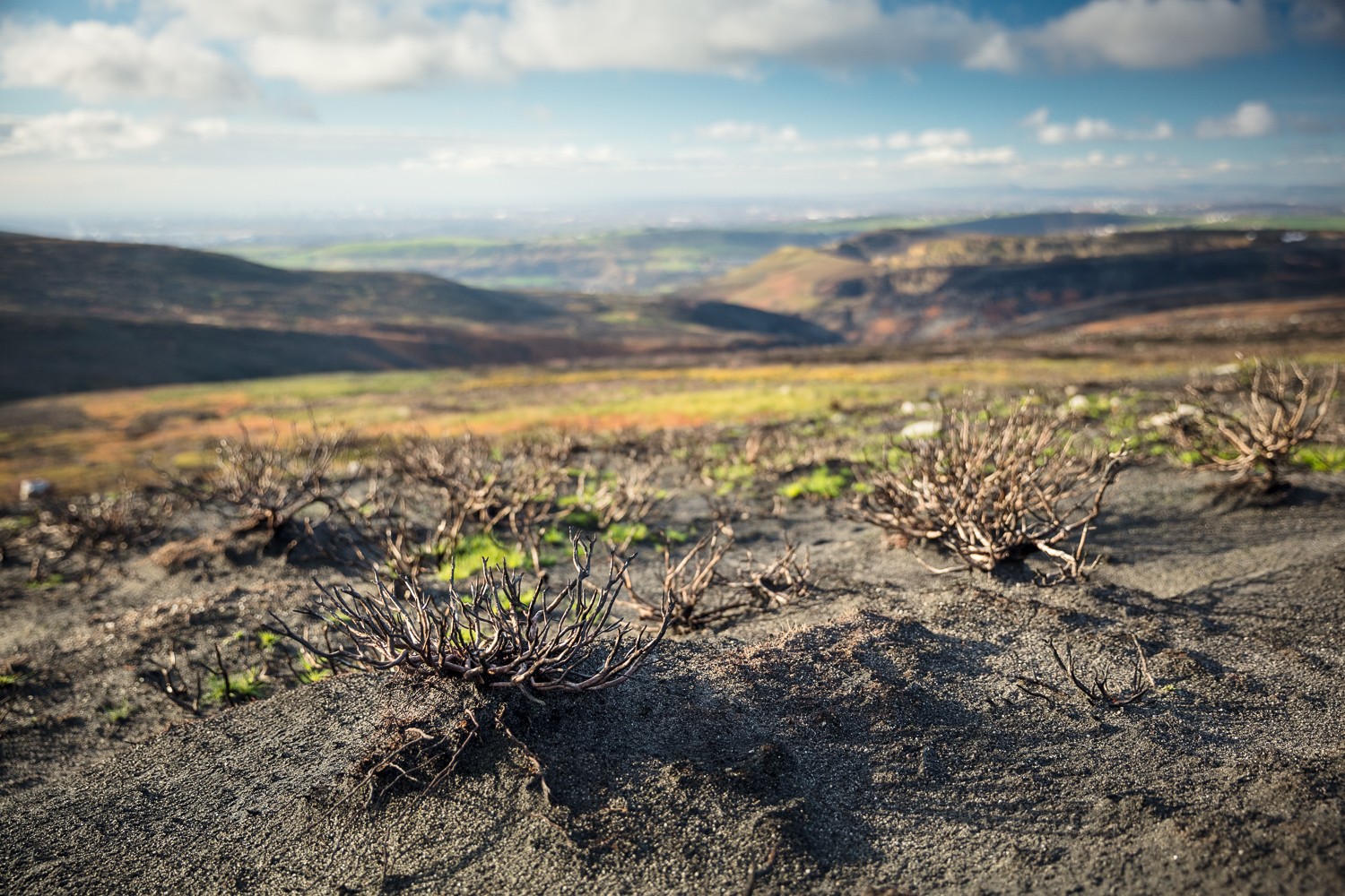 Fire damaged moorland