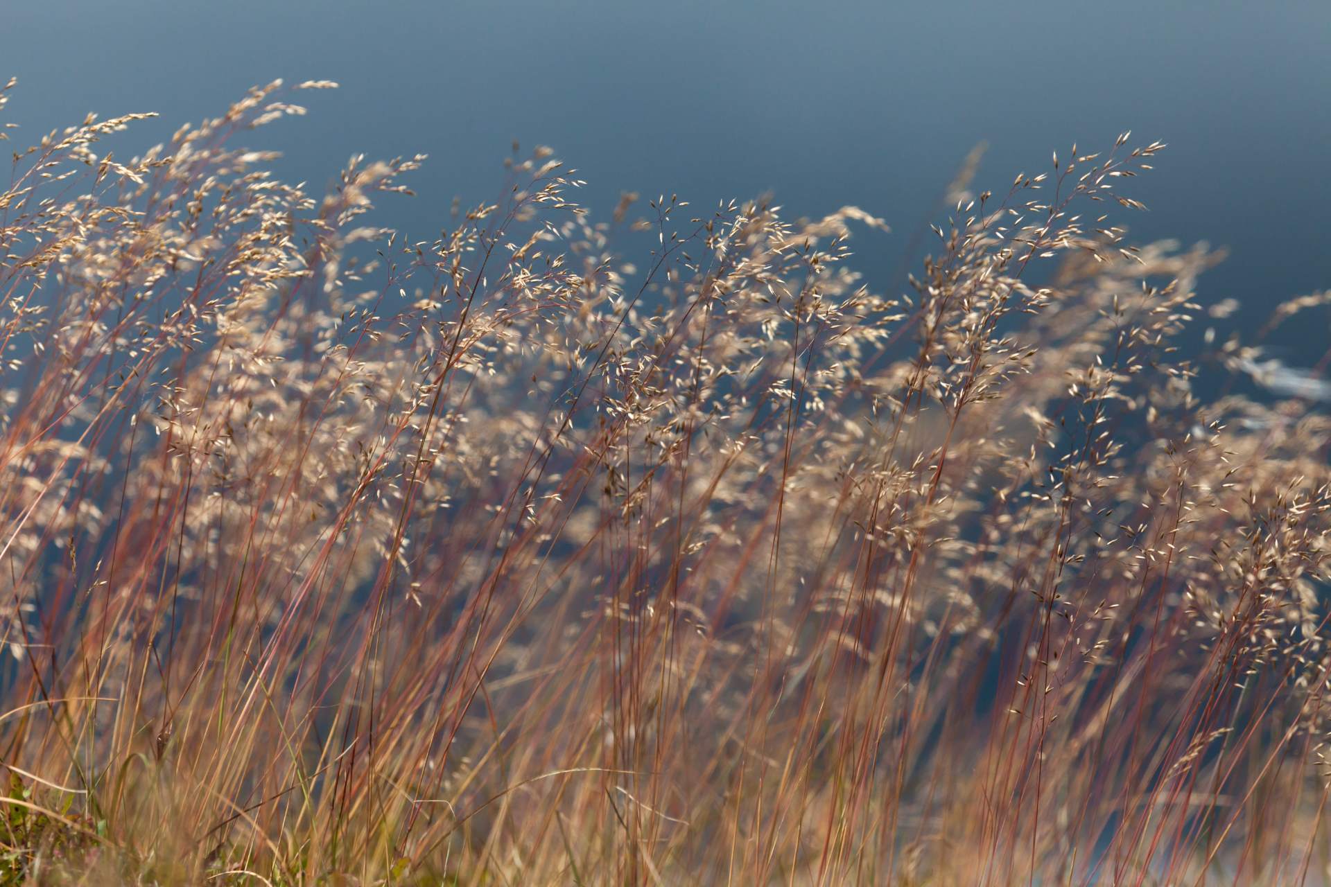 Wavy hair grass