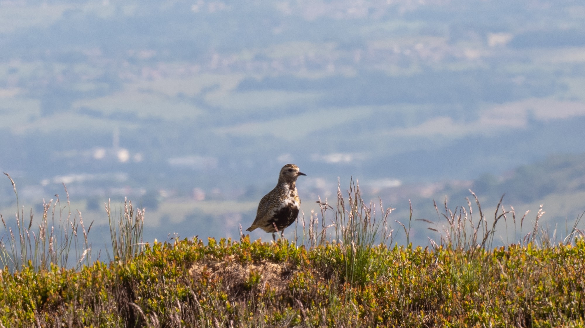 Golden Plover