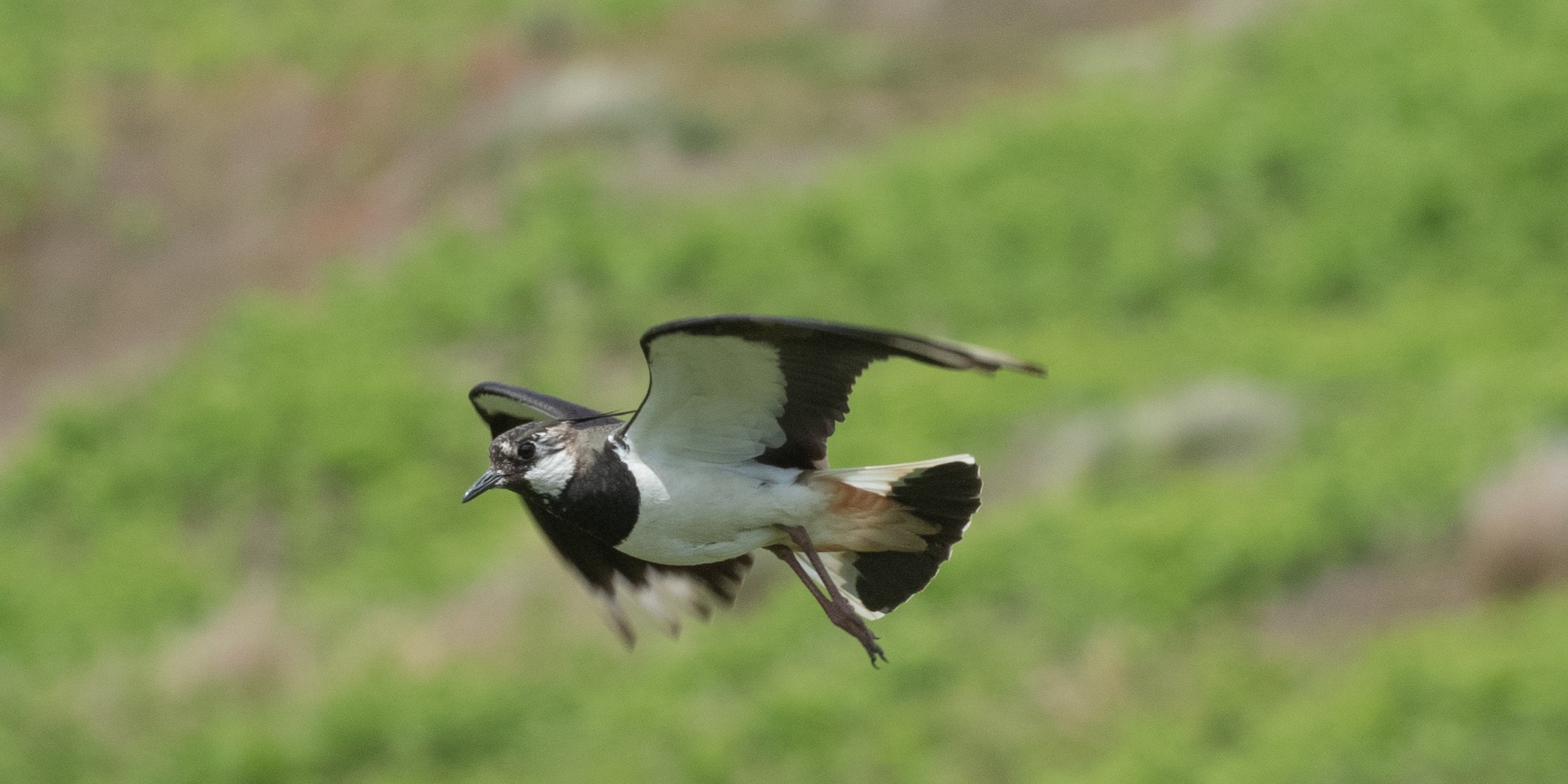 Lapwing