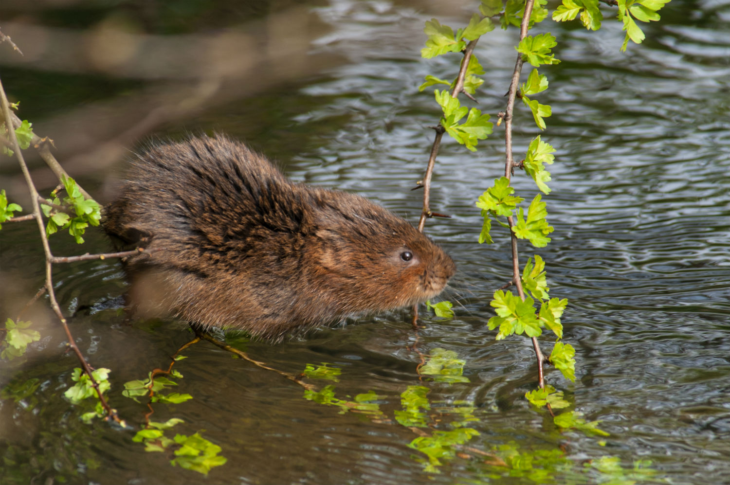 xTails of the uplands survey