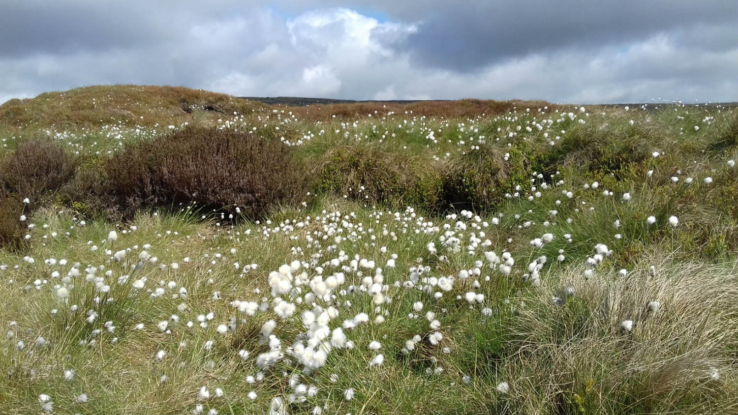 Cotton grass