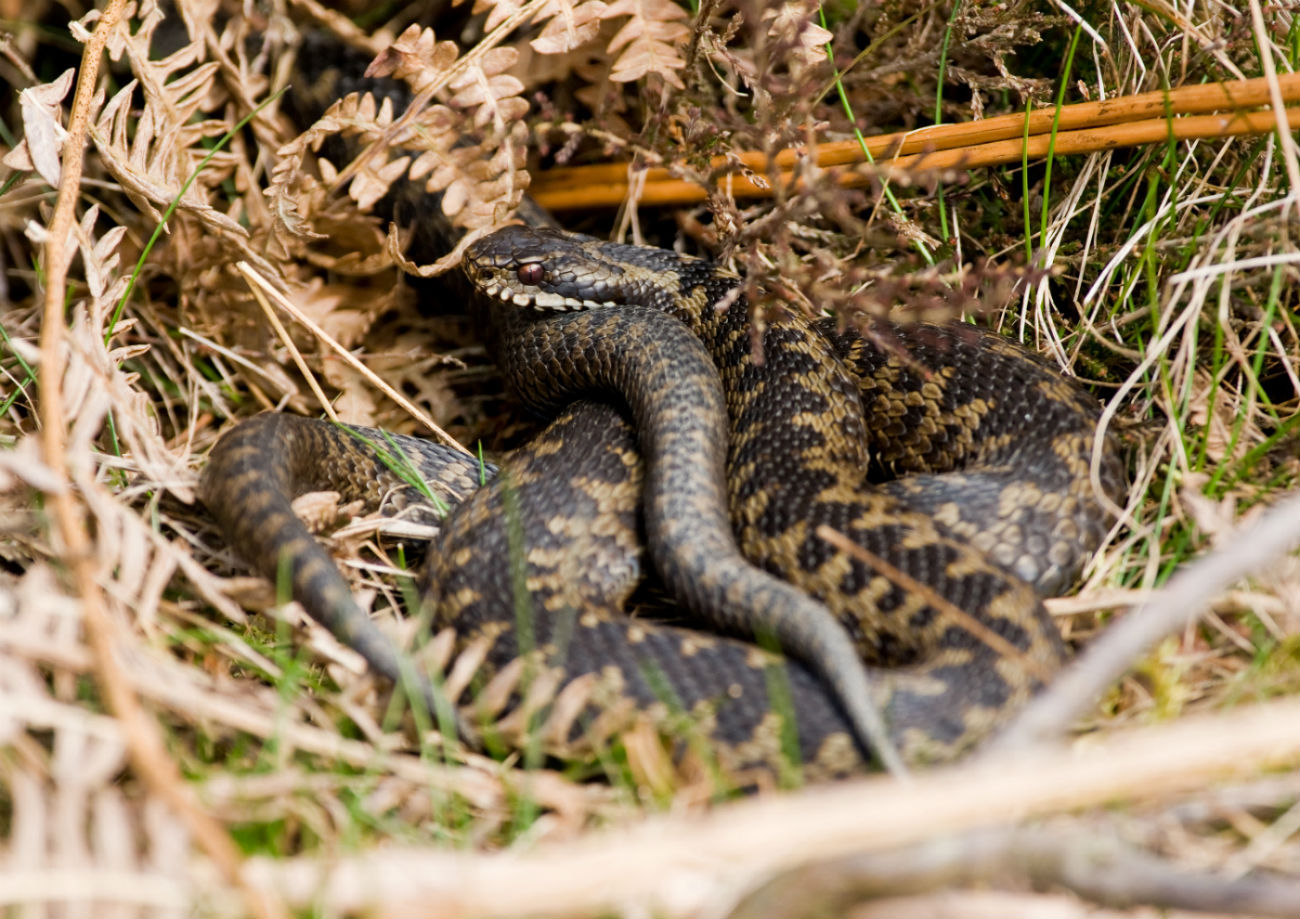 Picture of an adder curled up in the grass