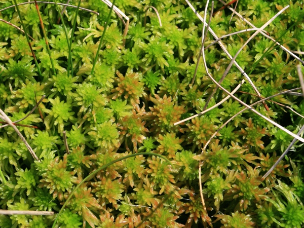 Image of Sphagnum Moss