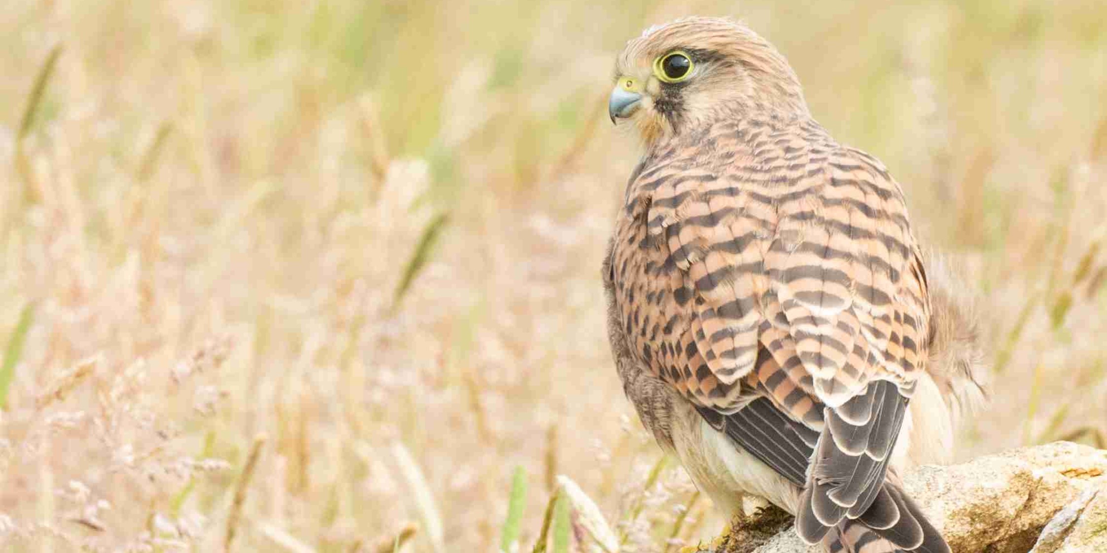 Kestrel