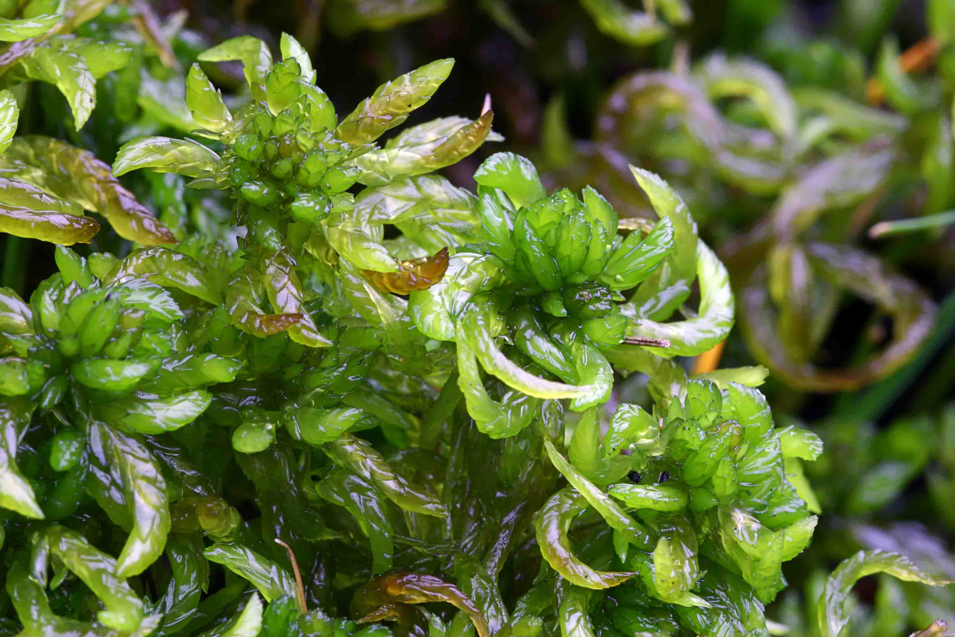 Sphagnum denticulatum