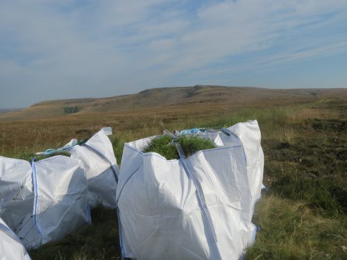 Bags of sphagnum at Bleaklow