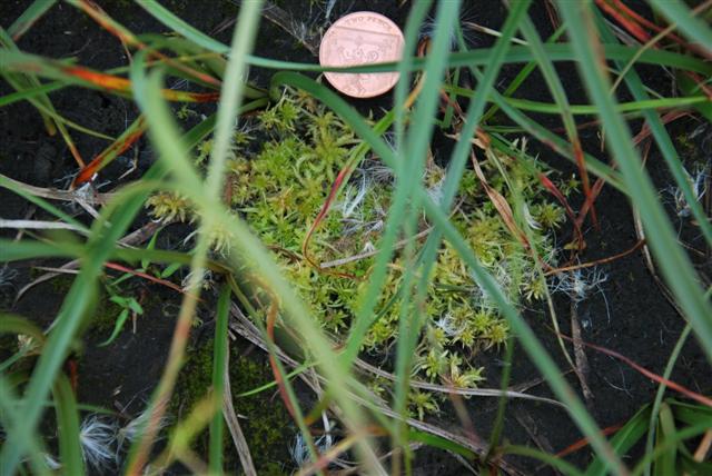 Image of a sphagnum micro-hummock after three months of growth