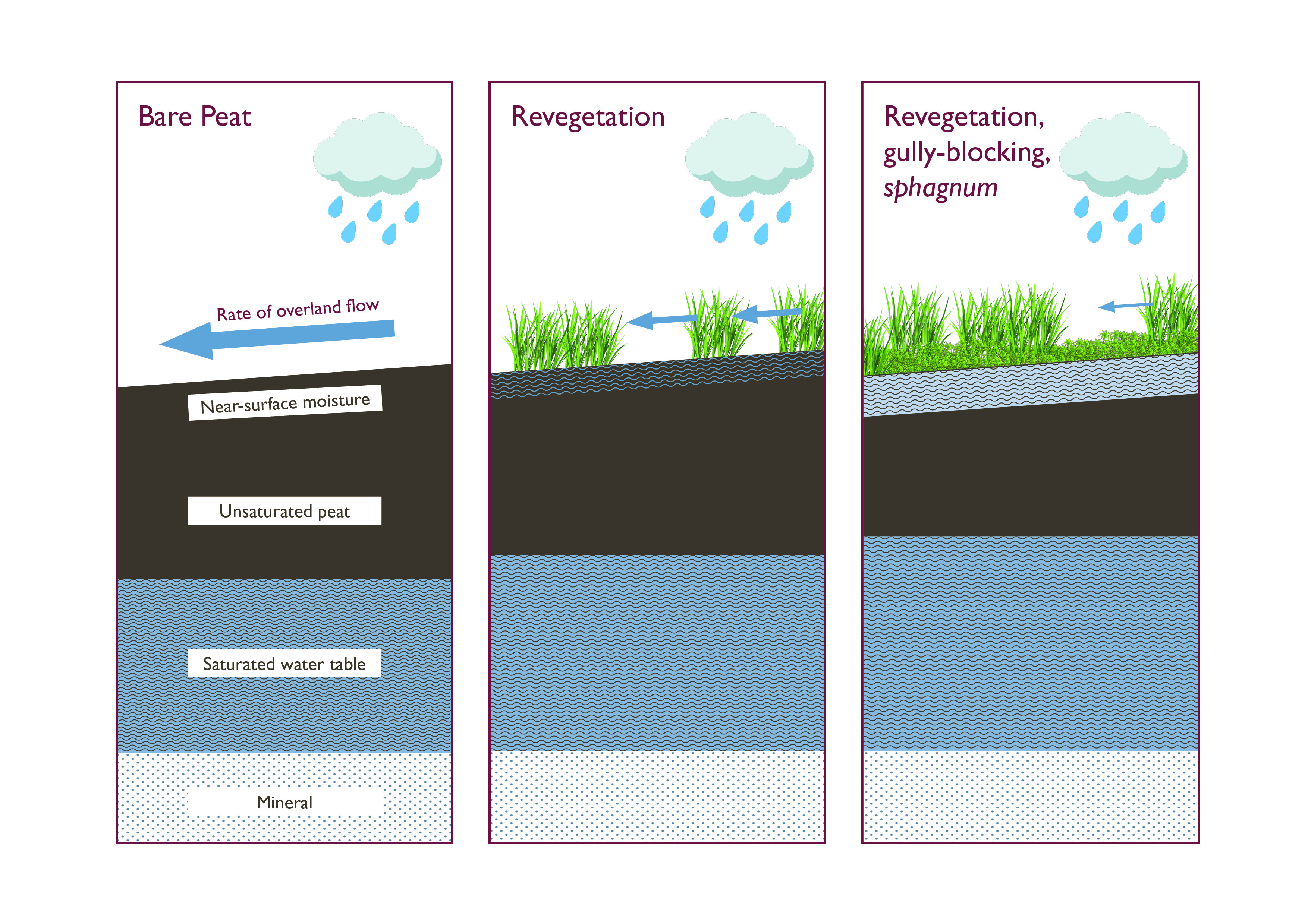 Bare peat restoration diagram