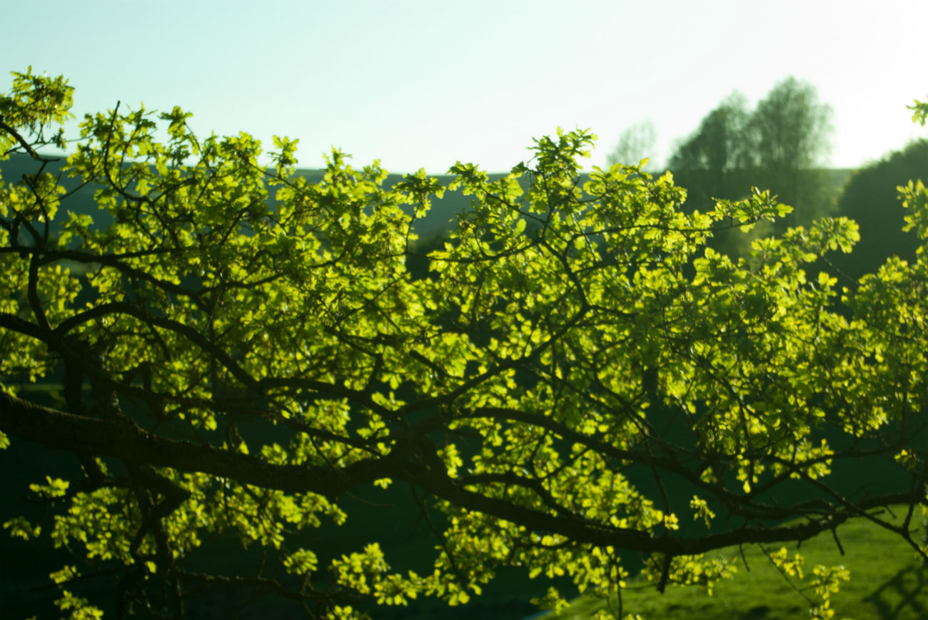 Image of an oak tree full with green leaves