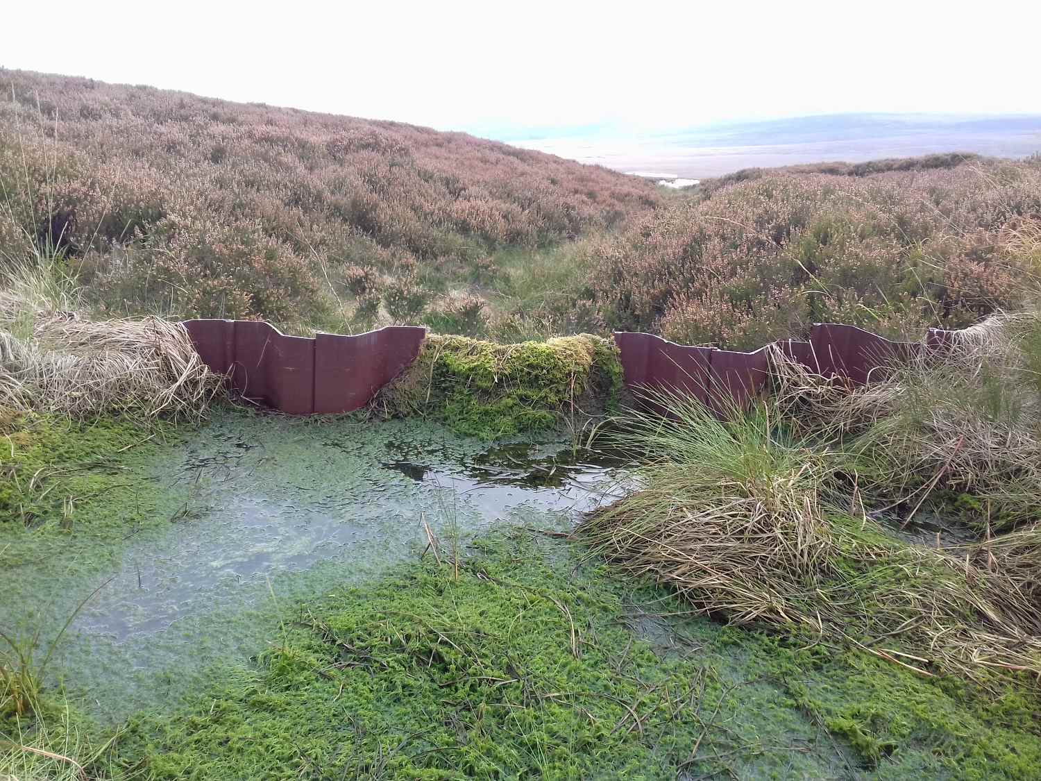 A plastic dam with sphagnum