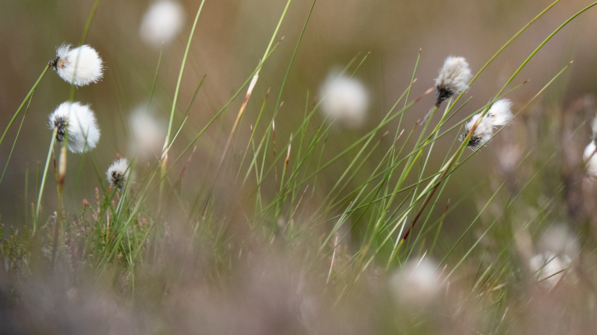 Cottongrass image block