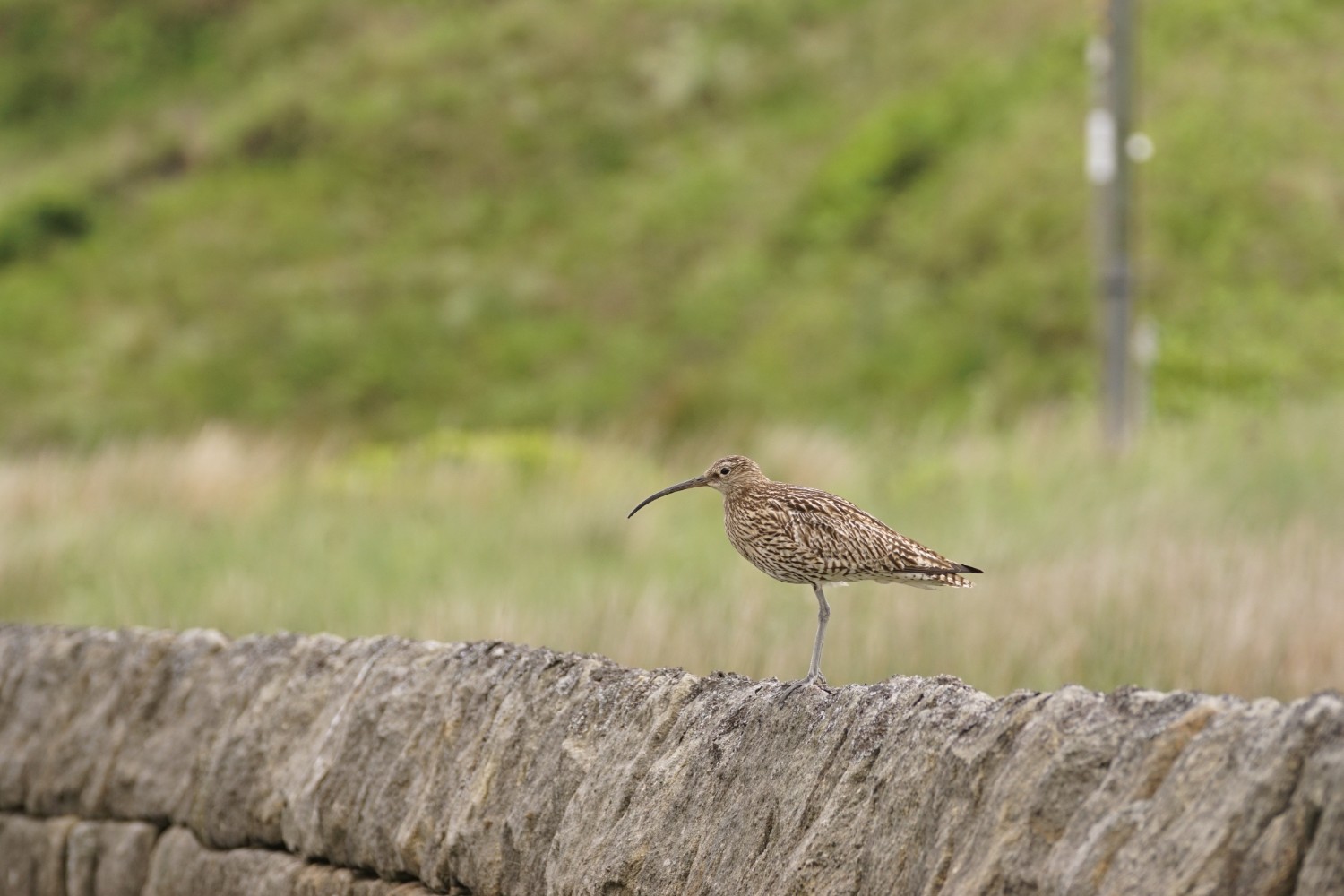 Curlew on a stone wall