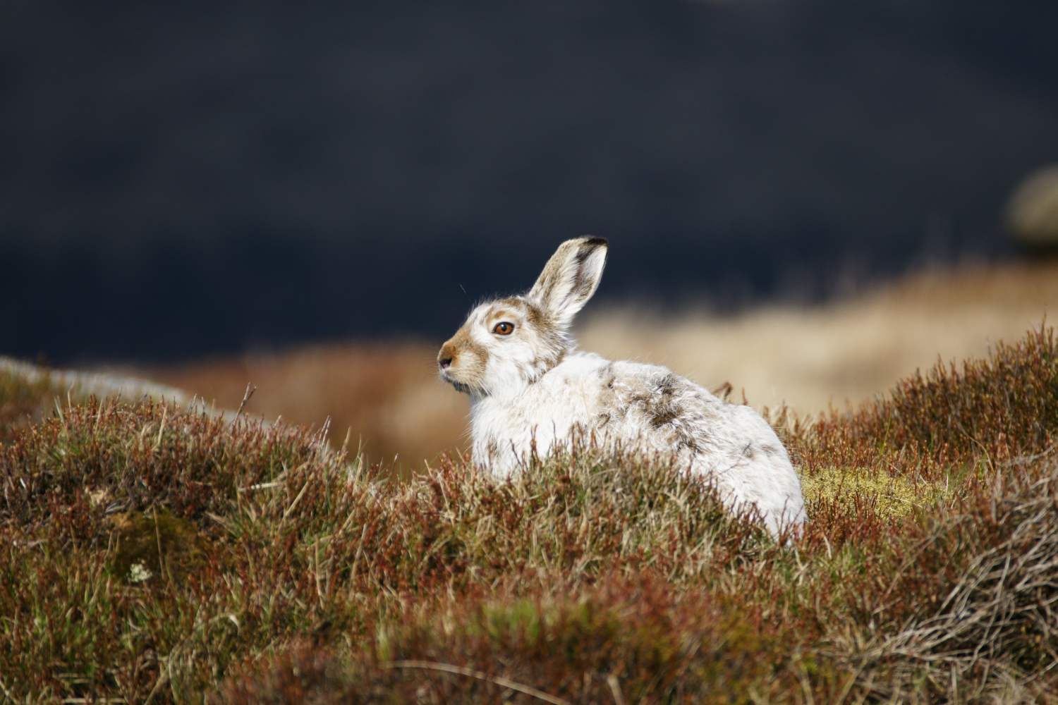 Mountain Hare