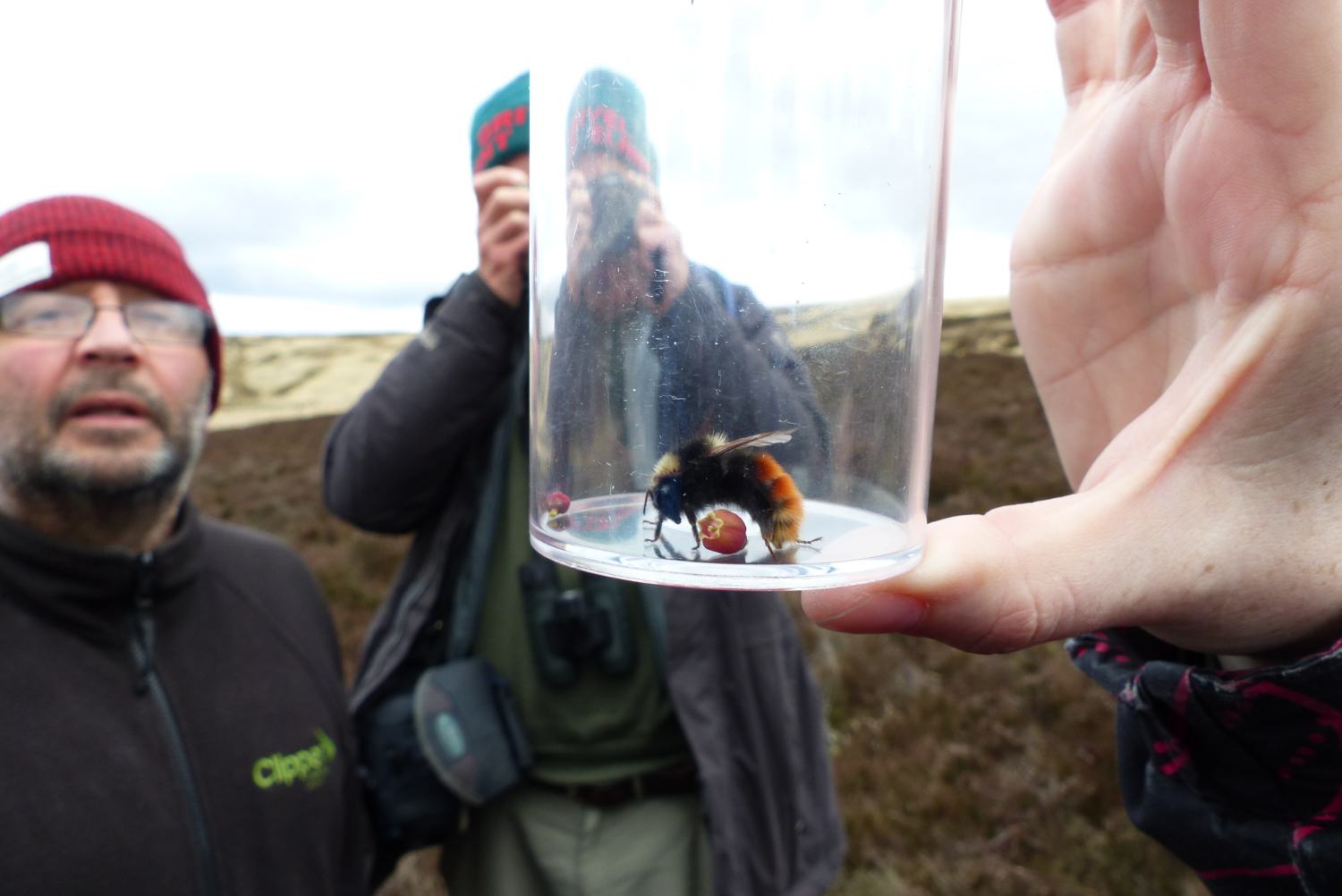 Bilberry Bumblebee