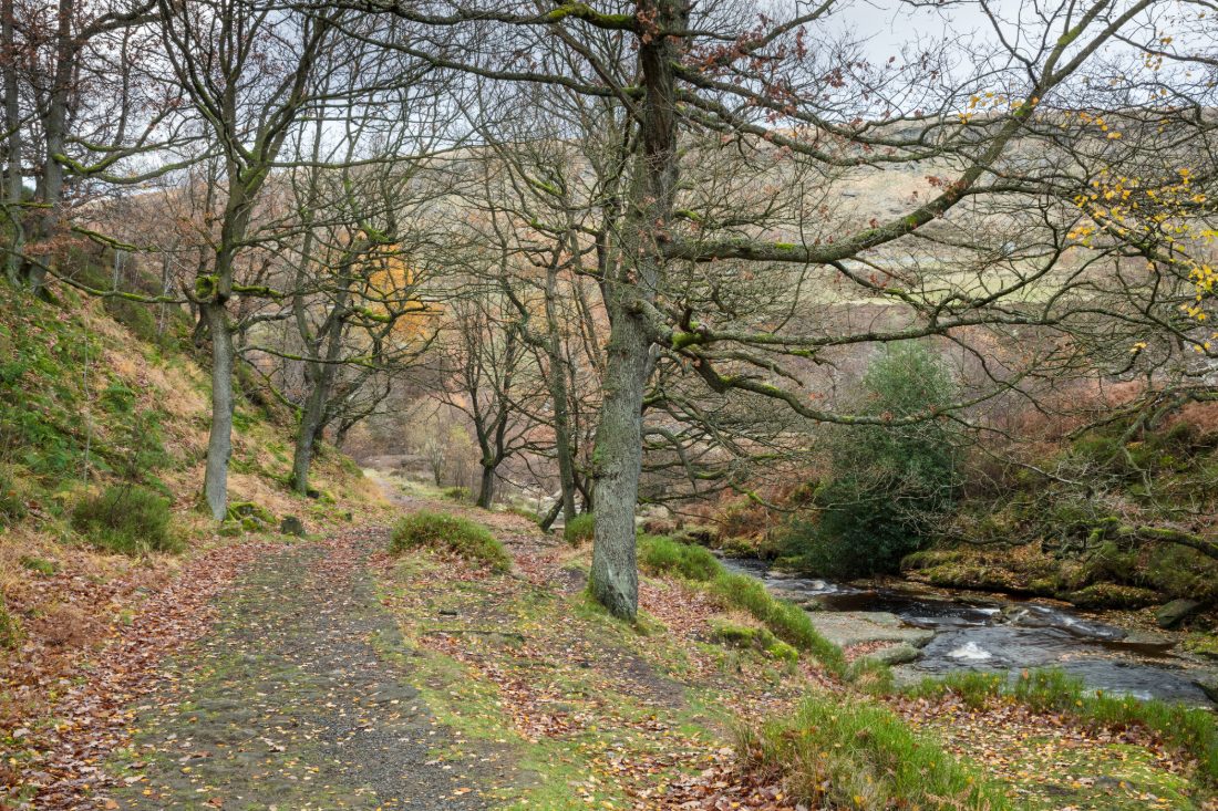 Clough woodland path next to stream