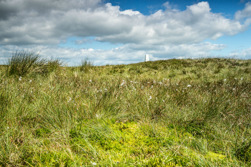 Grassland on top of Black Hill 