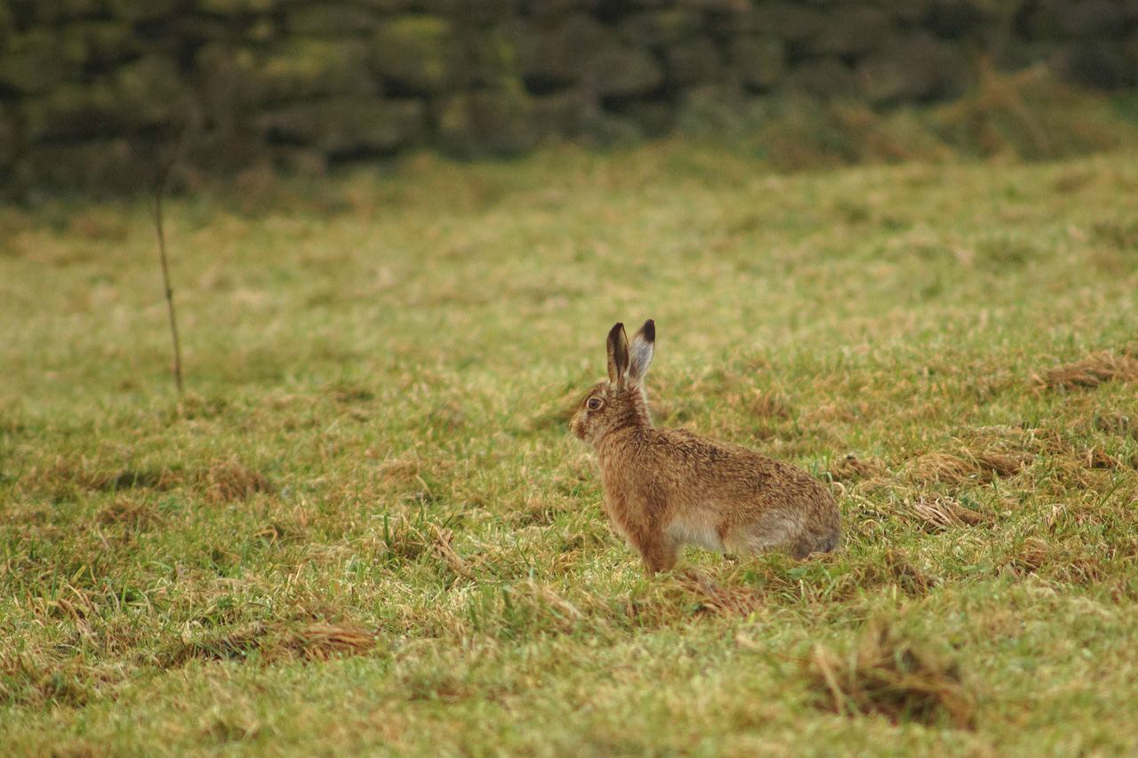 brown hare sat in the grass