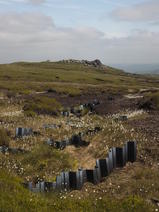 Picture of a planted bog