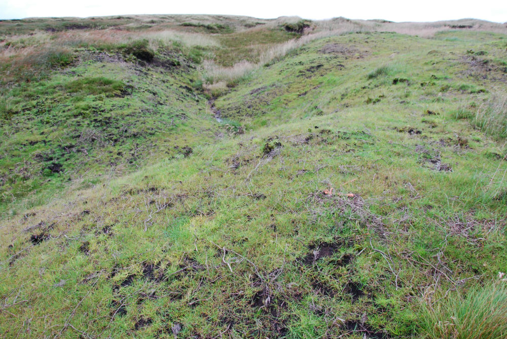 Image of regrowth on Bleaklow