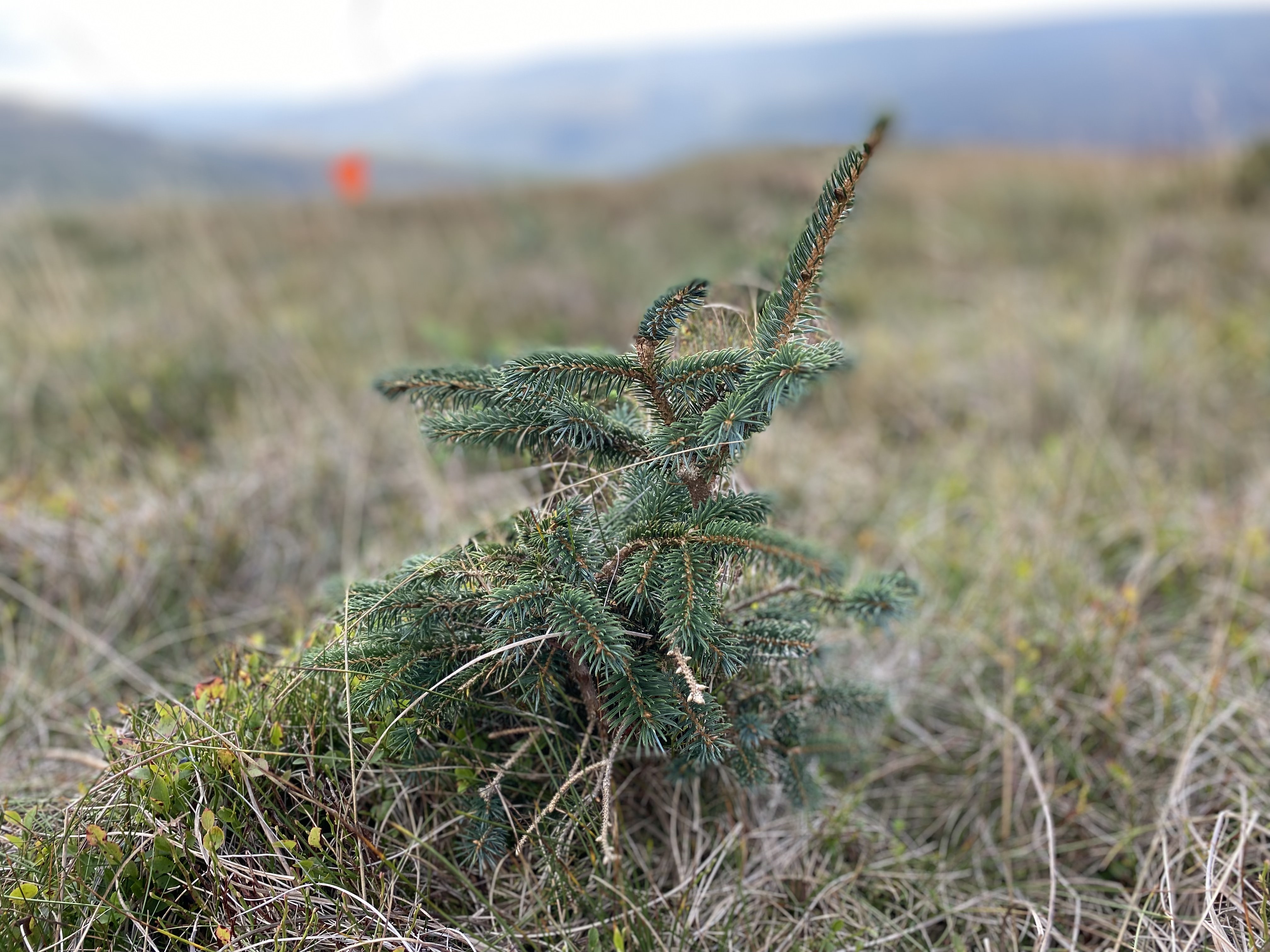 Sitka spruce removal 2021