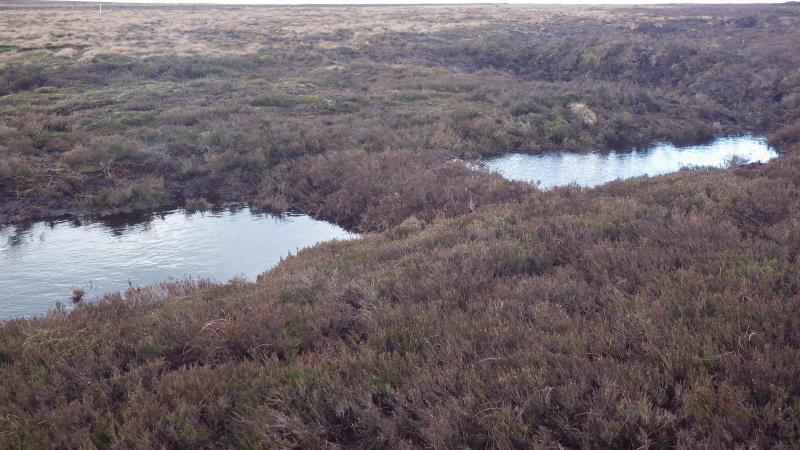 Gully Blocking Channels are blocked to retain water in the habitat and help restore the sites hydrology.