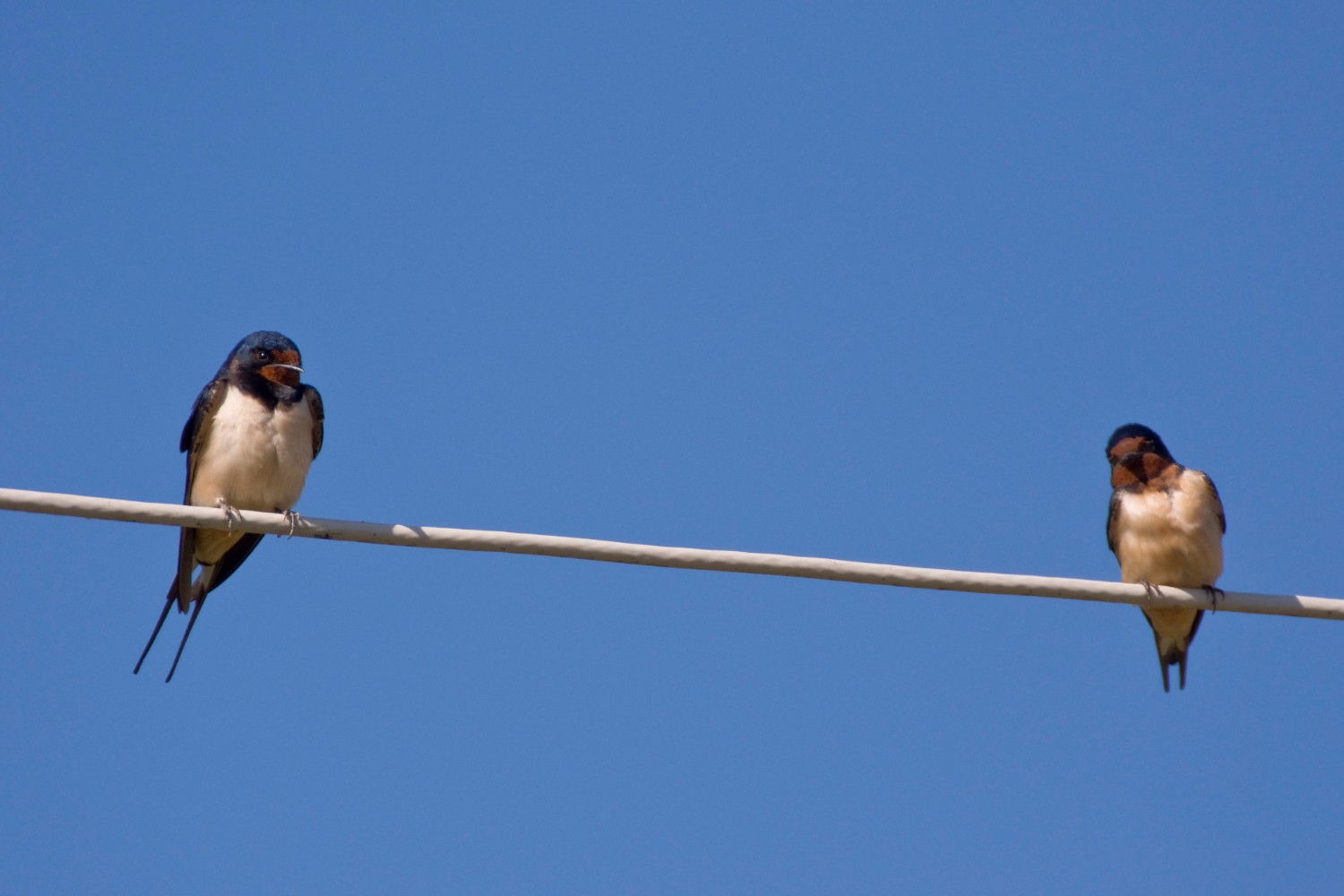 Swallows on a telegraph wire