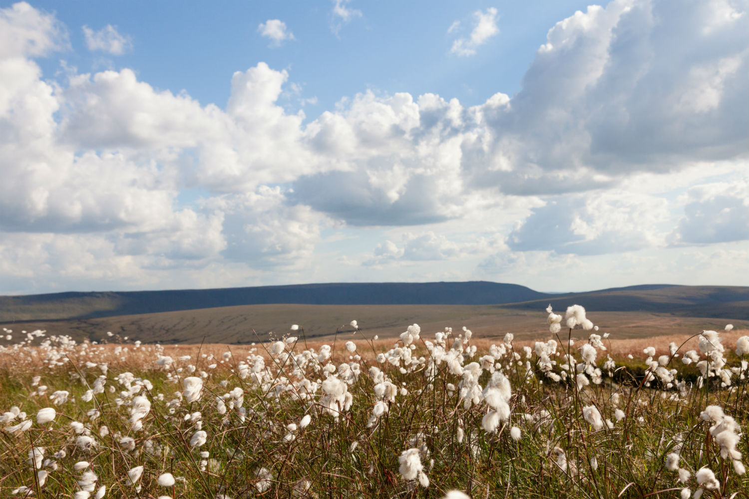 Cotton Fields looking out onto rolling hills