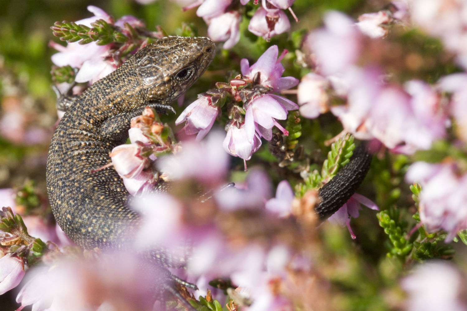 Common Lizard sat within a flowering plant