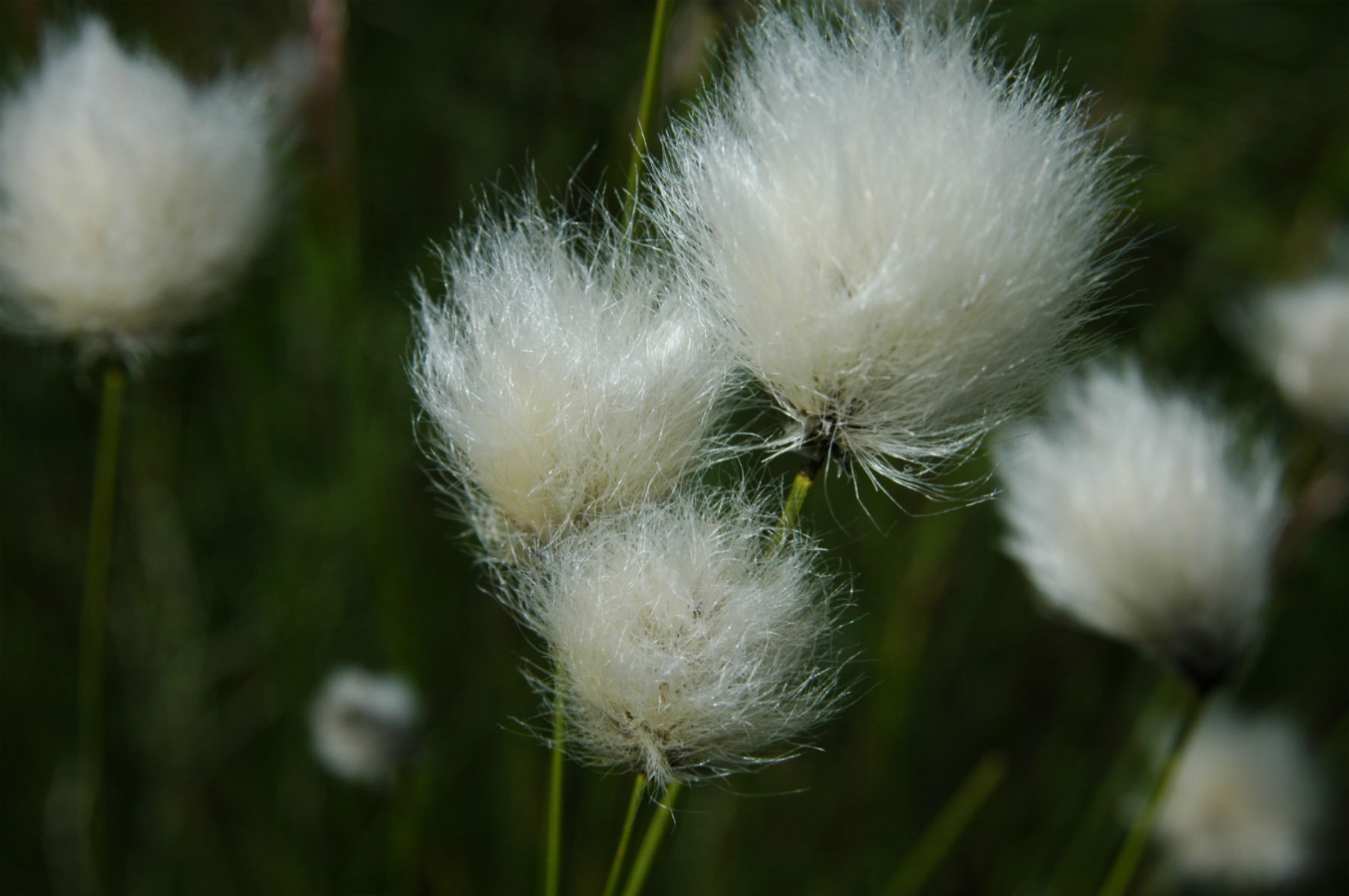 Hares tail cotton grass