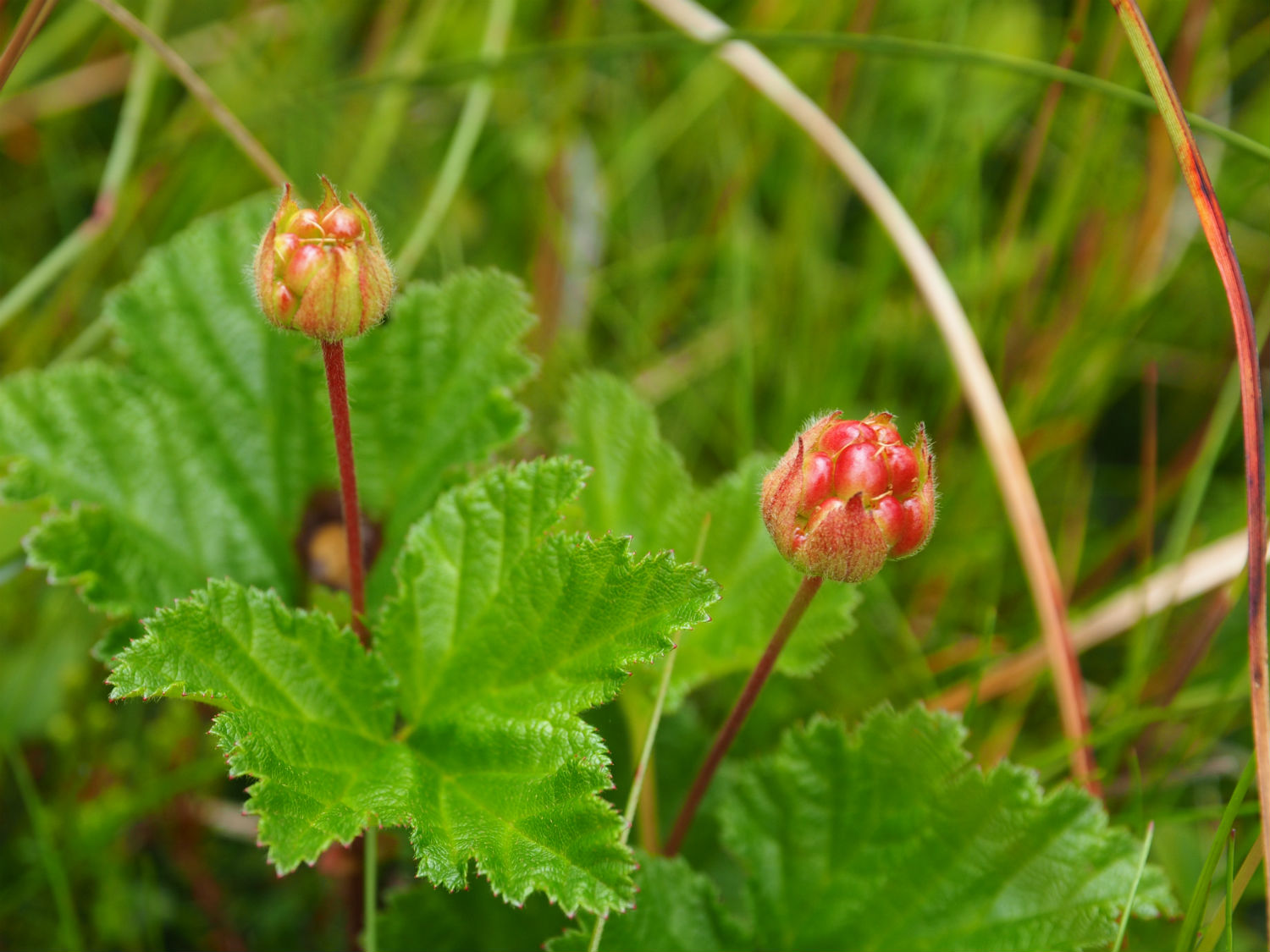 Cloudberry