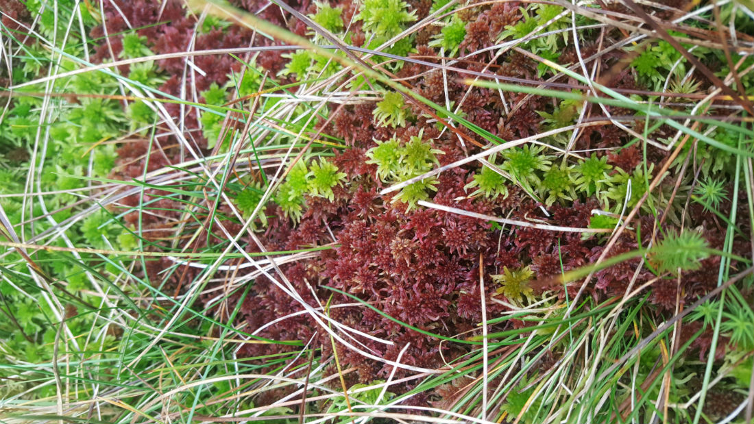 Image of sphagnum