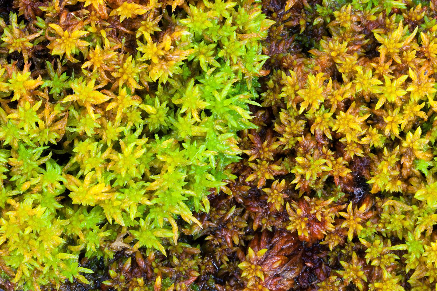 Colourful sphagnum